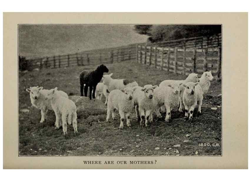 Reproducción/Reproduction 6791998402: Biggle sheep book,. Philadelphia,Wilmer Atkinson co.,1912.