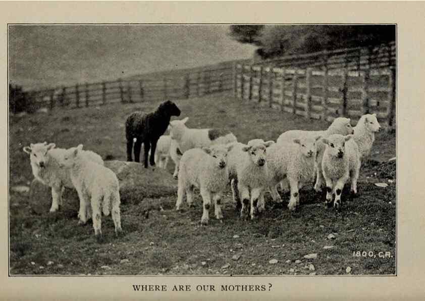 Reproducción/Reproduction 6791998402: Biggle sheep book,. Philadelphia,Wilmer Atkinson co.,1912.