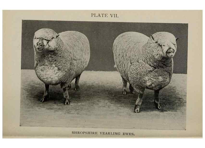 Reproducción/Reproduction 6791998982: Biggle sheep book,. Philadelphia,Wilmer Atkinson co.,1912.