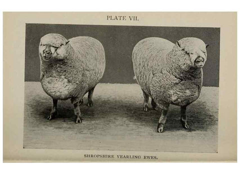 Reproducción/Reproduction 6791998982: Biggle sheep book,. Philadelphia,Wilmer Atkinson co.,1912.