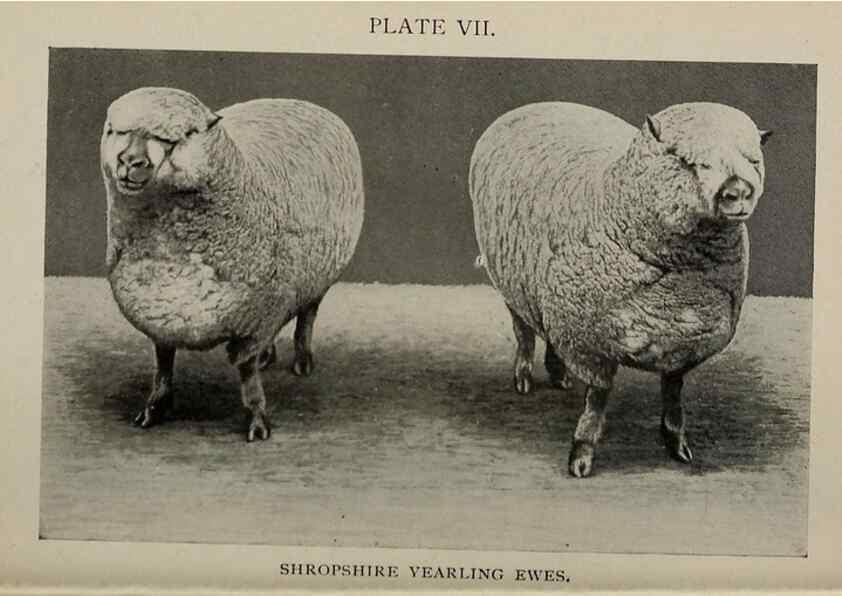 Reproducción/Reproduction 6791998982: Biggle sheep book,. Philadelphia,Wilmer Atkinson co.,1912.