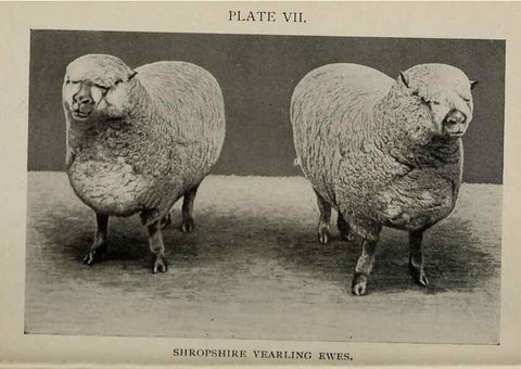 Reproducción/Reproduction 6791998982: Biggle sheep book,. Philadelphia,Wilmer Atkinson co.,1912.