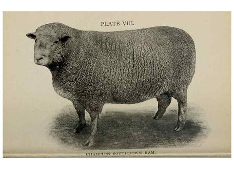 Reproducción/Reproduction 6938114303: Biggle sheep book,. Philadelphia,Wilmer Atkinson co.,1912.