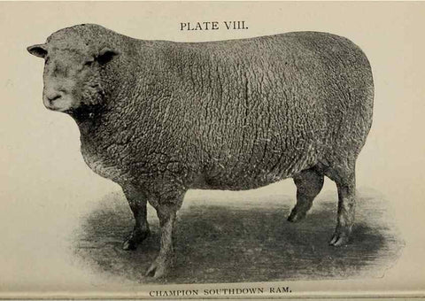 Reproducción/Reproduction 6938114303: Biggle sheep book,. Philadelphia,Wilmer Atkinson co.,1912.