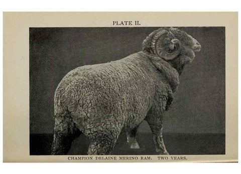 Reproducción/Reproduction 6938109727: Biggle sheep book,. Philadelphia,Wilmer Atkinson co.,1912.