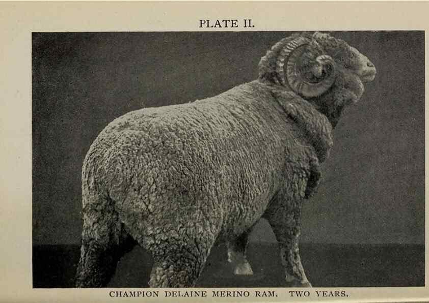 Reproducción/Reproduction 6938109727: Biggle sheep book,. Philadelphia,Wilmer Atkinson co.,1912.