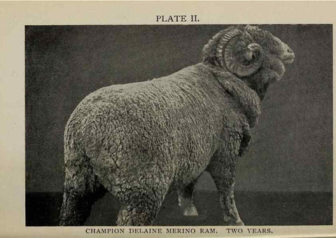 Reproducción/Reproduction 6938109727: Biggle sheep book,. Philadelphia,Wilmer Atkinson co.,1912.