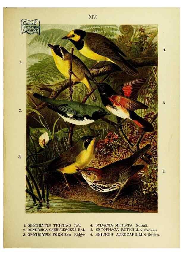 Reproducción/Reproduction 6916123449: Our native birds of song and beauty,. Milwaukee,G. Brumder,1893-96.