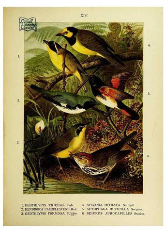 Reproducción/Reproduction 6916123449: Our native birds of song and beauty,. Milwaukee,G. Brumder,1893-96.
