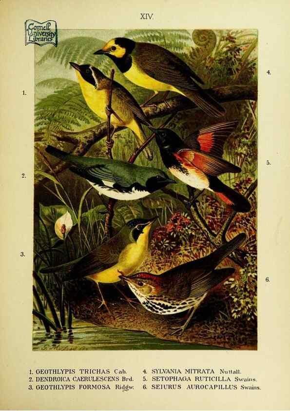 Reproducción/Reproduction 6916123449: Our native birds of song and beauty,. Milwaukee,G. Brumder,1893-96.