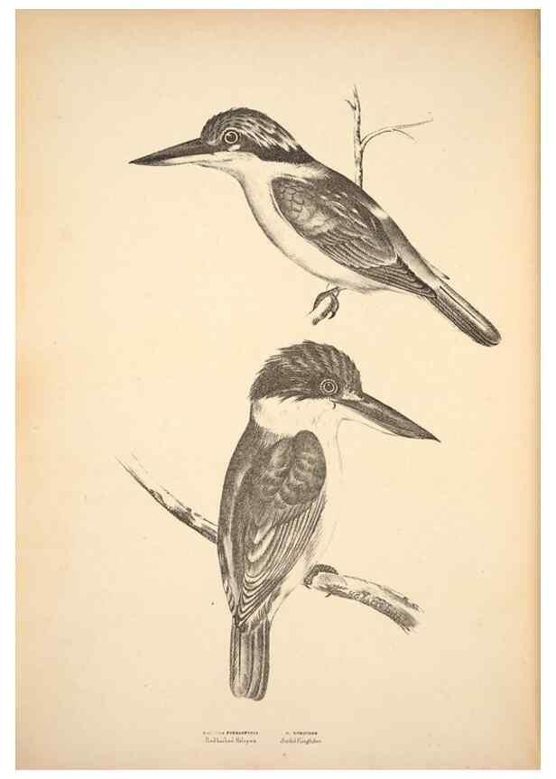 Reproducción/Reproduction 6943634511: Companion to Gould's Handbook; or, Synopsis of the birds of Australia.. Brisbane,Thorne & Greenwell,1877.