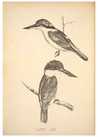 Reproducción/Reproduction 6943634511: Companion to Gould's Handbook; or, Synopsis of the birds of Australia.. Brisbane,Thorne & Greenwell,1877.