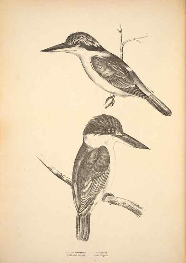 Reproducción/Reproduction 6943634511: Companion to Gould's Handbook; or, Synopsis of the birds of Australia.. Brisbane,Thorne & Greenwell,1877.