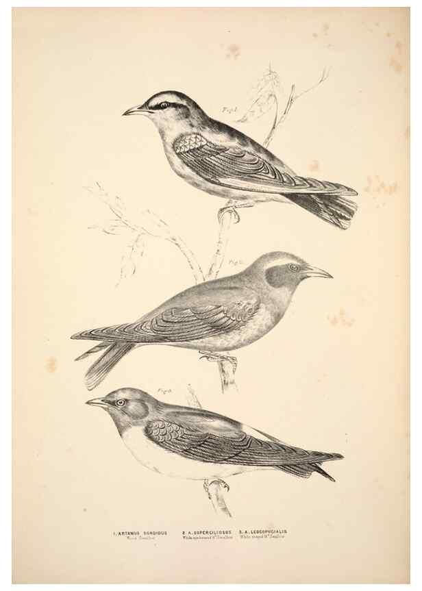 Reproducción/Reproduction 6943635477: Companion to Gould's Handbook; or, Synopsis of the birds of Australia.. Brisbane,Thorne & Greenwell,1877.