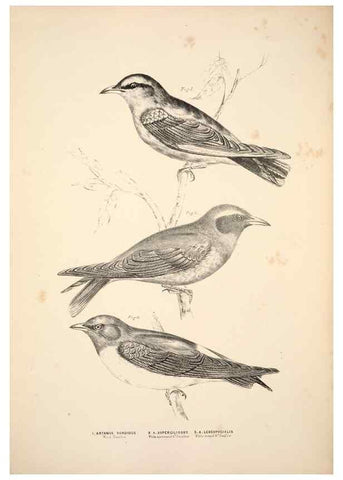 Reproducción/Reproduction 6943635477: Companion to Gould's Handbook; or, Synopsis of the birds of Australia.. Brisbane,Thorne & Greenwell,1877.