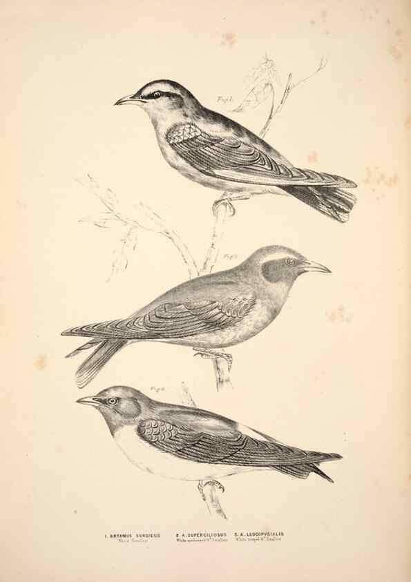 Reproducción/Reproduction 6943635477: Companion to Gould's Handbook; or, Synopsis of the birds of Australia.. Brisbane,Thorne & Greenwell,1877.