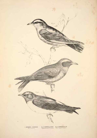 Reproducción/Reproduction 6943635477: Companion to Gould's Handbook; or, Synopsis of the birds of Australia.. Brisbane,Thorne & Greenwell,1877.