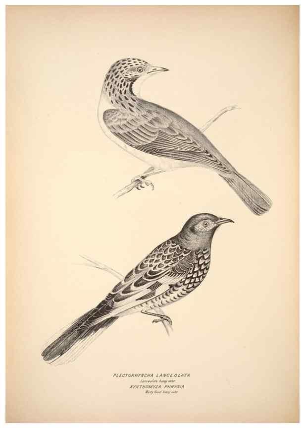 Reproducción/Reproduction 6797532558: Companion to Gould's Handbook; or, Synopsis of the birds of Australia.. Brisbane,Thorne & Greenwell,1877.