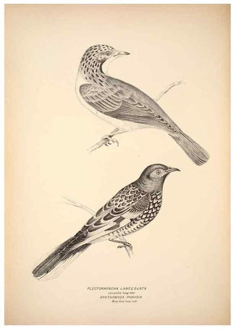 Reproducción/Reproduction 6797532558: Companion to Gould's Handbook; or, Synopsis of the birds of Australia.. Brisbane,Thorne & Greenwell,1877.