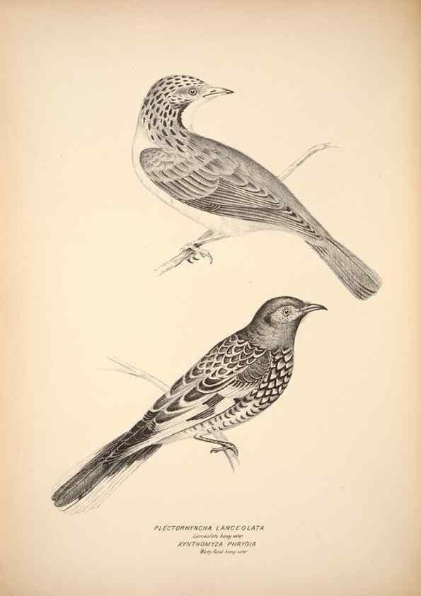 Reproducción/Reproduction 6797532558: Companion to Gould's Handbook; or, Synopsis of the birds of Australia.. Brisbane,Thorne & Greenwell,1877.