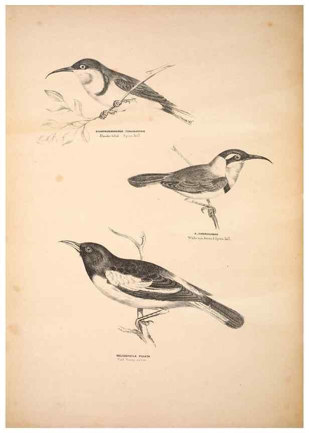 Reproducción/Reproduction 6943648875: Companion to Gould's Handbook; or, Synopsis of the birds of Australia.. Brisbane,Thorne & Greenwell,1877.