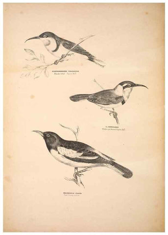 Reproducción/Reproduction 6943648875: Companion to Gould's Handbook; or, Synopsis of the birds of Australia.. Brisbane,Thorne & Greenwell,1877.
