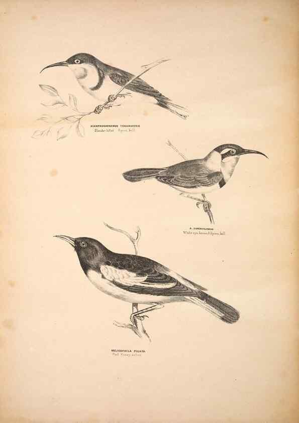 Reproducción/Reproduction 6943648875: Companion to Gould's Handbook; or, Synopsis of the birds of Australia.. Brisbane,Thorne & Greenwell,1877.