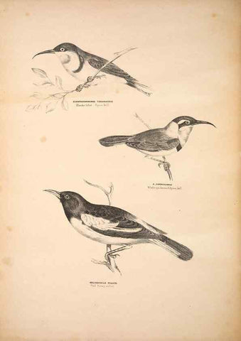 Reproducción/Reproduction 6943648875: Companion to Gould's Handbook; or, Synopsis of the birds of Australia.. Brisbane,Thorne & Greenwell,1877.