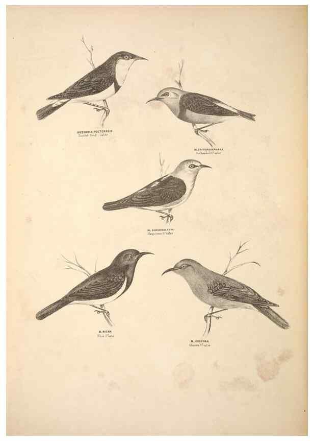 Reproducción/Reproduction 6797533666: Companion to Gould's Handbook; or, Synopsis of the birds of Australia.. Brisbane,Thorne & Greenwell,1877.