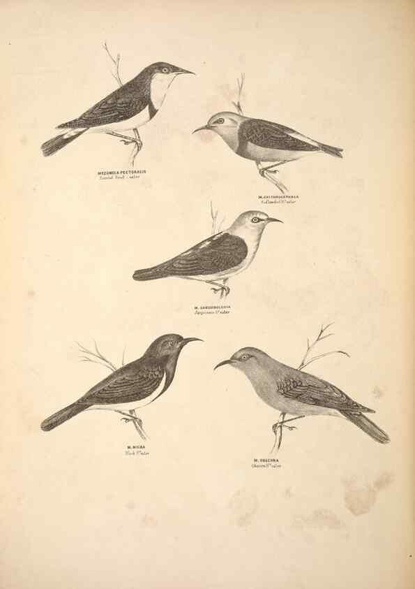 Reproducción/Reproduction 6797533666: Companion to Gould's Handbook; or, Synopsis of the birds of Australia.. Brisbane,Thorne & Greenwell,1877.