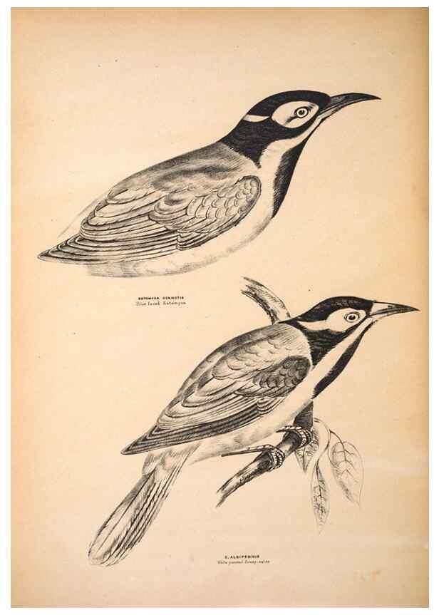 Reproducción/Reproduction 6797534180: Companion to Gould's Handbook; or, Synopsis of the birds of Australia.. Brisbane,Thorne & Greenwell,1877.