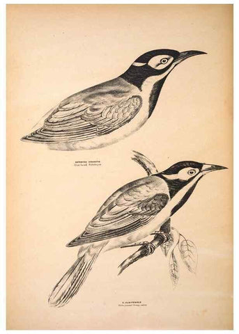 Reproducción/Reproduction 6797534180: Companion to Gould's Handbook; or, Synopsis of the birds of Australia.. Brisbane,Thorne & Greenwell,1877.