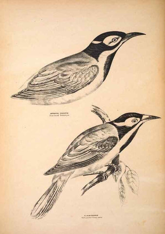 Reproducción/Reproduction 6797534180: Companion to Gould's Handbook; or, Synopsis of the birds of Australia.. Brisbane,Thorne & Greenwell,1877.