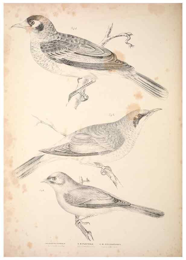 Reproducción/Reproduction 6943650529: Companion to Gould's Handbook; or, Synopsis of the birds of Australia.. Brisbane,Thorne & Greenwell,1877.