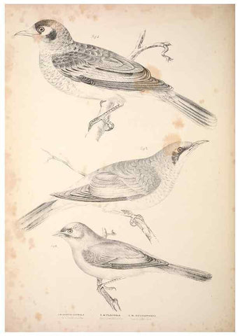 Reproducción/Reproduction 6943650529: Companion to Gould's Handbook; or, Synopsis of the birds of Australia.. Brisbane,Thorne & Greenwell,1877.