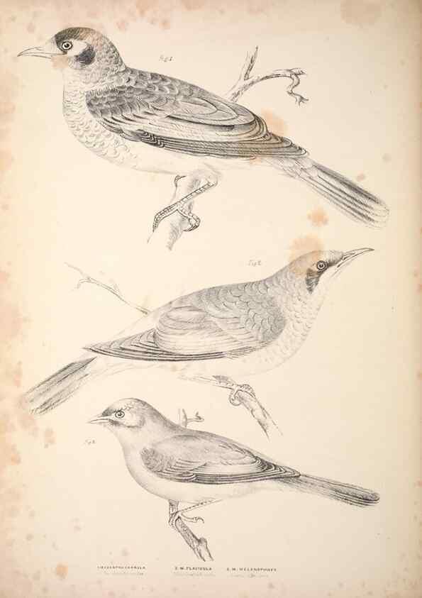 Reproducción/Reproduction 6943650529: Companion to Gould's Handbook; or, Synopsis of the birds of Australia.. Brisbane,Thorne & Greenwell,1877.