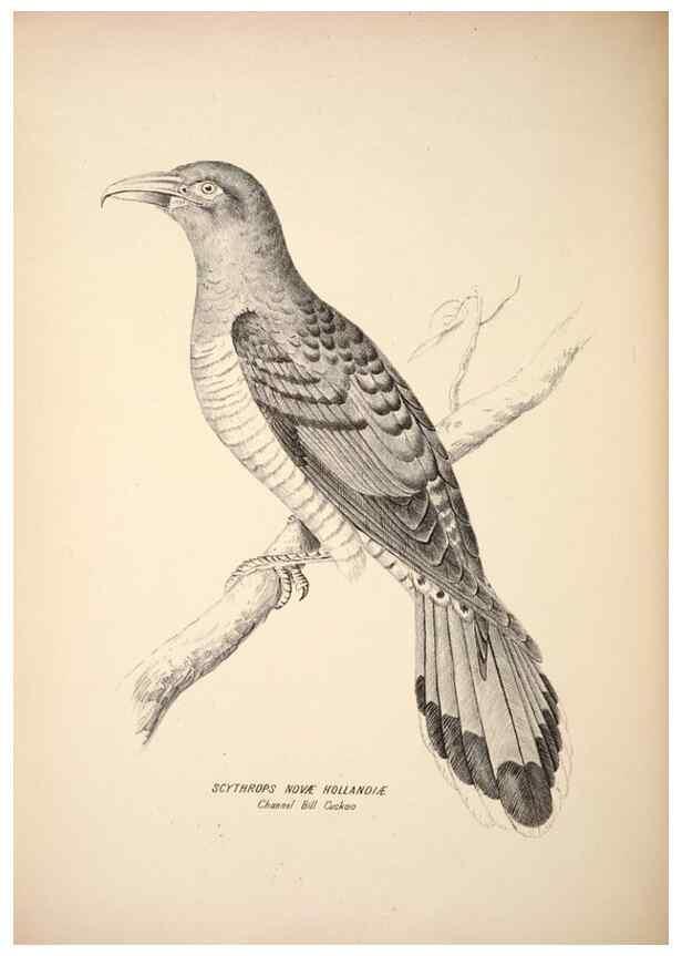 Reproducción/Reproduction 6943651085: Companion to Gould's Handbook; or, Synopsis of the birds of Australia.. Brisbane,Thorne & Greenwell,1877.