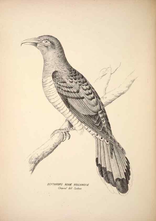 Reproducción/Reproduction 6943651085: Companion to Gould's Handbook; or, Synopsis of the birds of Australia.. Brisbane,Thorne & Greenwell,1877.