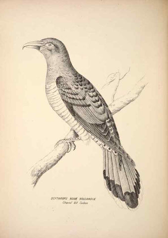 Reproducción/Reproduction 6943651085: Companion to Gould's Handbook; or, Synopsis of the birds of Australia.. Brisbane,Thorne & Greenwell,1877.