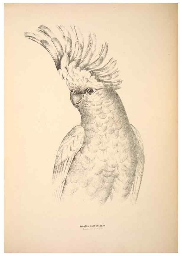 Reproducción/Reproduction 6943651819: Companion to Gould's Handbook; or, Synopsis of the birds of Australia.. Brisbane,Thorne & Greenwell,1877.