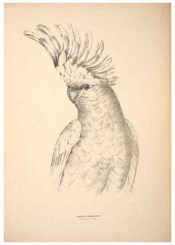 Reproducción/Reproduction 6943651819: Companion to Gould's Handbook; or, Synopsis of the birds of Australia.. Brisbane,Thorne & Greenwell,1877.