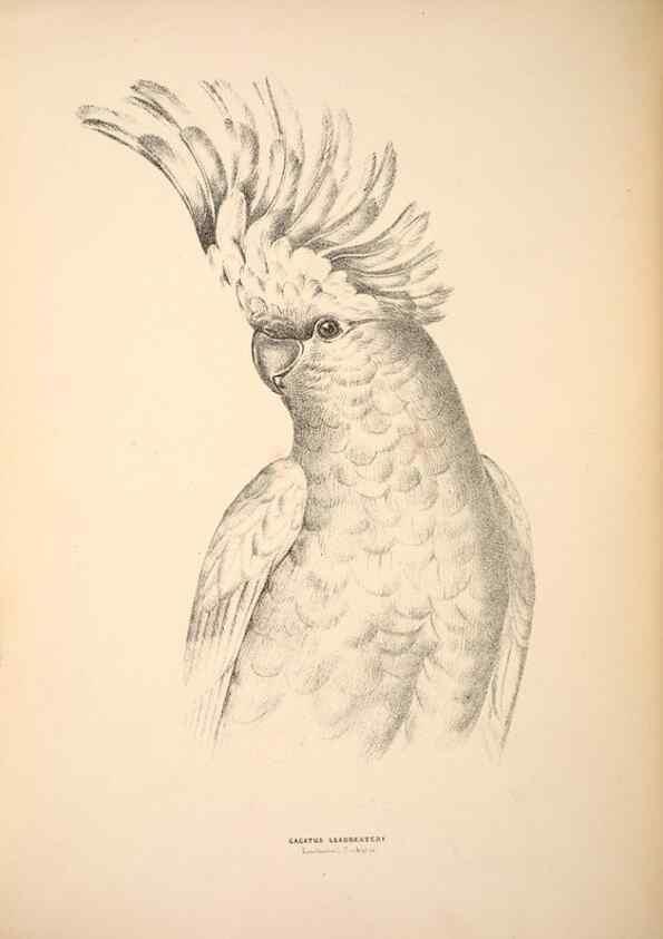 Reproducción/Reproduction 6943651819: Companion to Gould's Handbook; or, Synopsis of the birds of Australia.. Brisbane,Thorne & Greenwell,1877.
