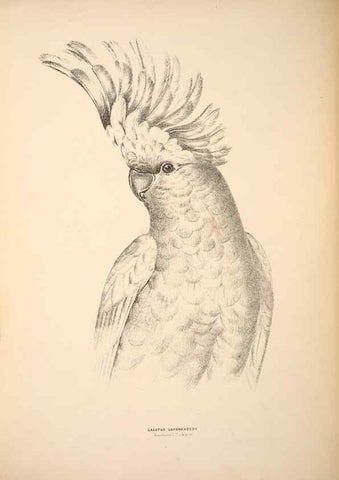 Reproducción/Reproduction 6943651819: Companion to Gould's Handbook; or, Synopsis of the birds of Australia.. Brisbane,Thorne & Greenwell,1877.