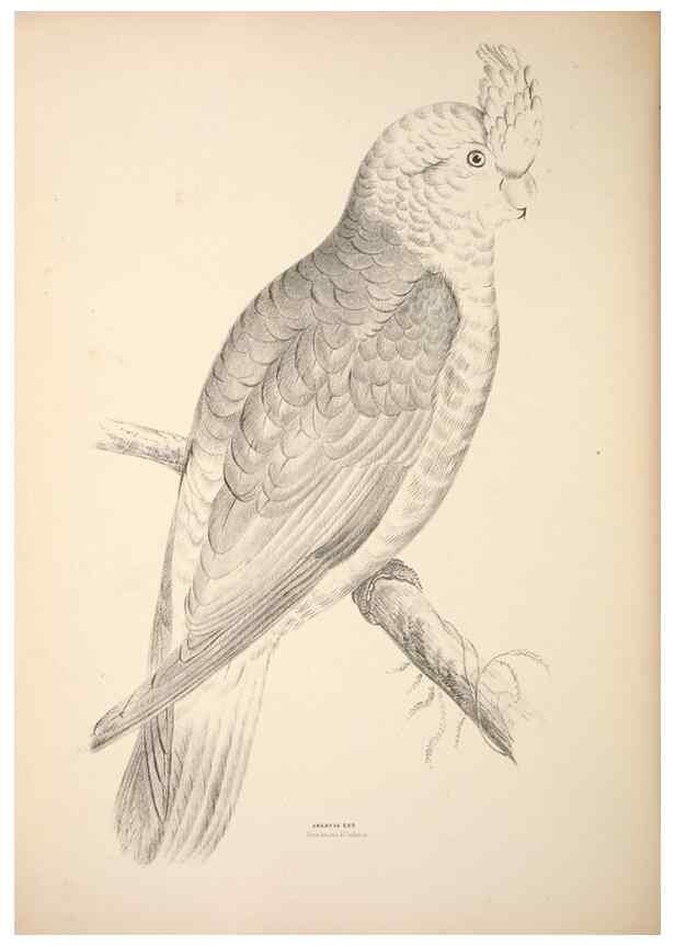Reproducción/Reproduction 6797536624: Companion to Gould's Handbook; or, Synopsis of the birds of Australia.. Brisbane,Thorne & Greenwell,1877.