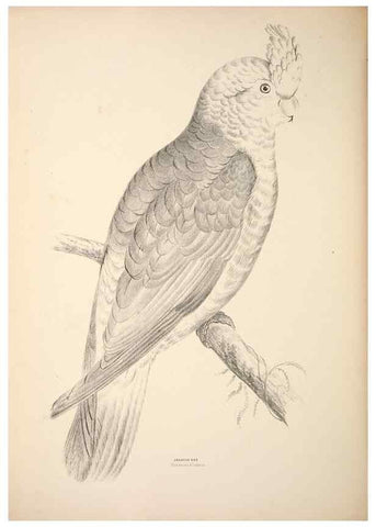 Reproducción/Reproduction 6797536624: Companion to Gould's Handbook; or, Synopsis of the birds of Australia.. Brisbane,Thorne & Greenwell,1877.