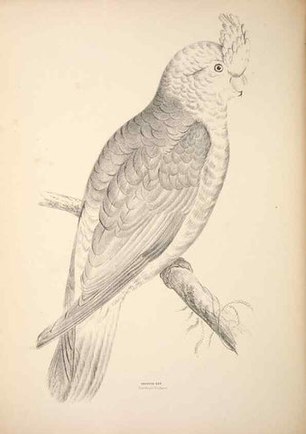 Reproducción/Reproduction 6797536624: Companion to Gould's Handbook; or, Synopsis of the birds of Australia.. Brisbane,Thorne & Greenwell,1877.