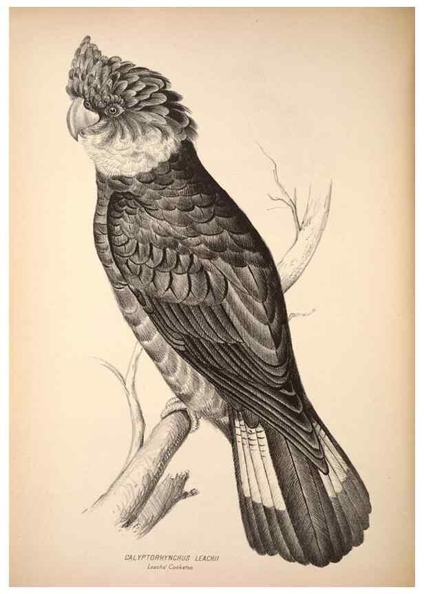 Reproducción/Reproduction 6797537292: Companion to Gould's Handbook; or, Synopsis of the birds of Australia.. Brisbane,Thorne & Greenwell,1877.
