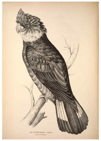 Reproducción/Reproduction 6797537292: Companion to Gould's Handbook; or, Synopsis of the birds of Australia.. Brisbane,Thorne & Greenwell,1877.