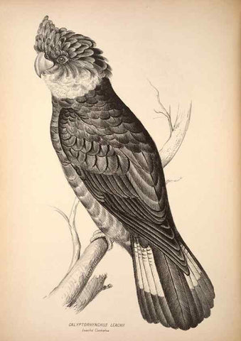 Reproducción/Reproduction 6797537292: Companion to Gould's Handbook; or, Synopsis of the birds of Australia.. Brisbane,Thorne & Greenwell,1877.