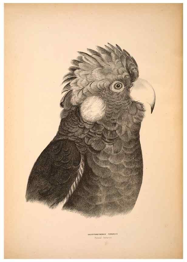 Reproducción/Reproduction 6943653879: Companion to Gould's Handbook; or, Synopsis of the birds of Australia.. Brisbane,Thorne & Greenwell,1877.